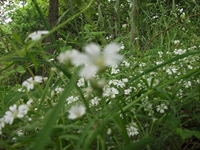 nte Rinatu-20110615 052